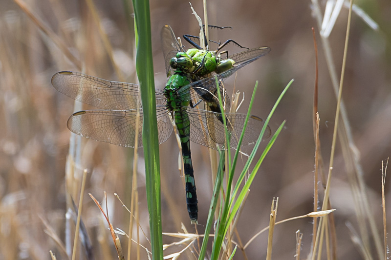 Eastern Pondhawk